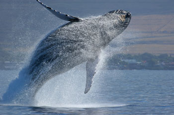 Humpback Whale