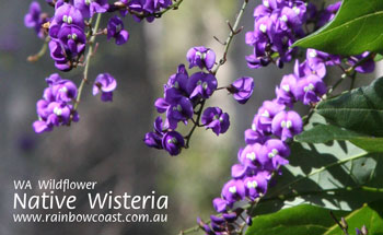 Wildflower - Native Wisteria, Denmark, WA